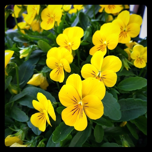 Meet your Posher, Nikki - Picture 1 of 1